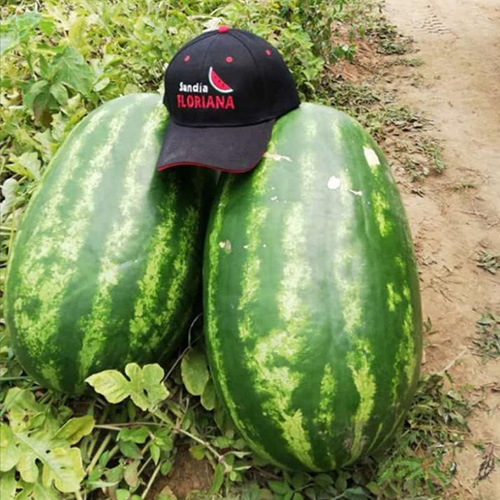 sandia-mas-semillas